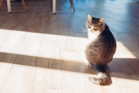Cat sits on tiled floor in sunny bright room by window. Pet relaxing on warm floors in living room at homeの写真素材