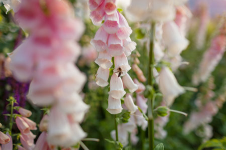 Close up of blooming foxgloves in summer garden. Peachy apricot pink beige digitalis flowers grow in...