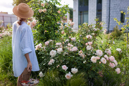 Gardener admiring roses in summer garden after deadheading spent blooms. Woman holds basket with...