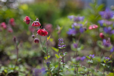 Geum Bell Bank blooming in spring garden by catmint. Bright coral pink flowers blossom near nepeta. Natural landscapingの写真素材