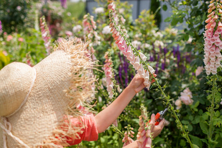 Gardener woman picking foxglove flowers cutting stems with pruner in summer garden. Digitalis in blossom. Peachy apricot pink bloomsの写真素材