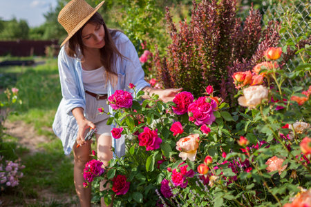 Portrait of happy gardener picking rose flowers. Woman holds pruner enjoying outdoor hobby walking in garden at sunset.の写真素材
