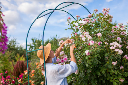 Young gardener deadheading roses in summer garden removing spent blooms. Woman holds basket using pruner wearing straw hatの写真素材