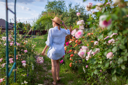 Back view of gardener enjoying roses in summer garden after deadheading spent blooms. Woman walking along flowering pathの写真素材