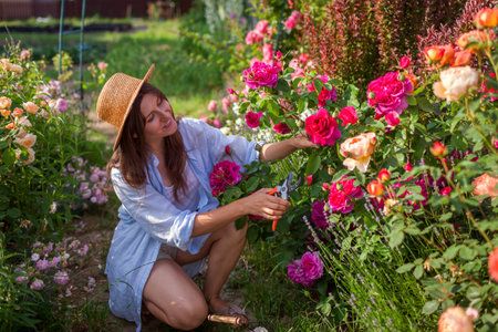 Portrait of happy gardener picking rose flowers. Woman holds pruner enjoying outdoor hobby walking in garden at sunset.の写真素材