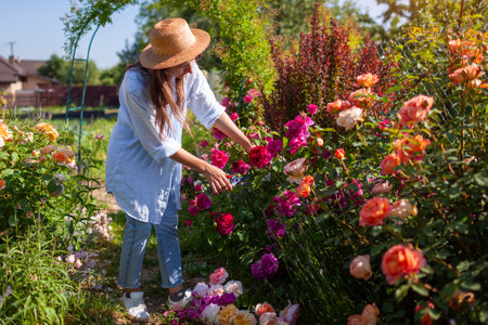 Gardener woman picking blooming roses cutting them with pruner. Farmer puts stems for bouquet in bucket with waterの写真素材