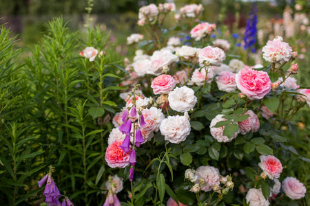 Chippendale rose blooming in summer garden. Shrub full of peachy white flowers. Close upの写真素材