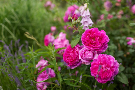 Young Lycidas Austin shrub full of double nostalgic purple hot pink flowers. Magenta English rose blooming in summer garden by foxglove, lavender.の写真素材