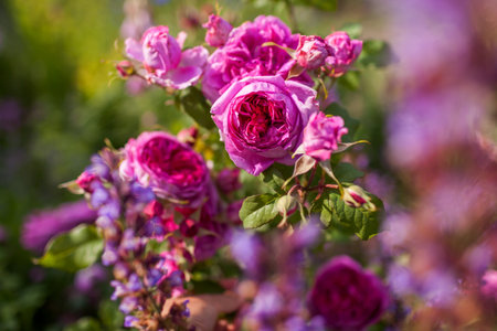Magenta English rose blooming in summer garden by salvia. Young Lycidas Austin shrub full of double nostalgic purple pink flowersの写真素材