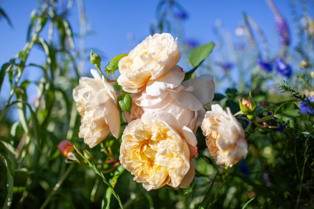 Charles Darwin English rose blooming in summer garden on blue sky background. Yellow double nostalgic flowers by Austin. Low angleの写真素材