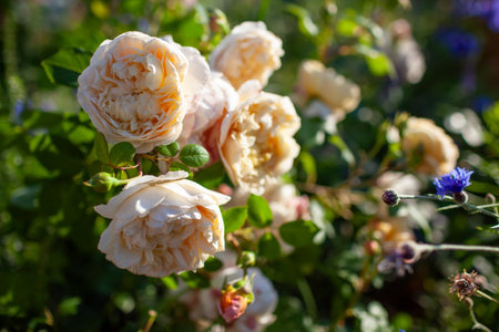 Charles Darwin English rose blooming in summer garden by blue cornflowers at sunset. Yellow double nostalgic flowers by Austinの写真素材