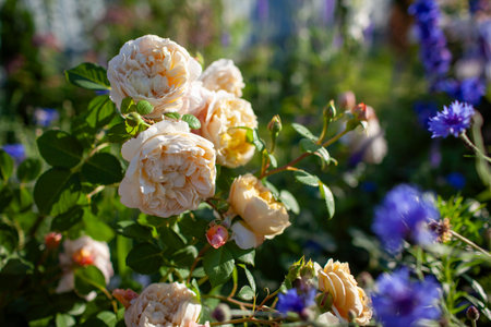Charles Darwin English rose blooming in summer garden by blue cornflowers at sunset. Yellow double nostalgic flowers by Austinの写真素材