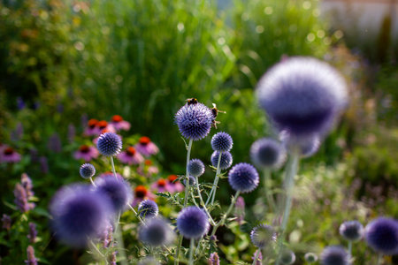 Blue echinops blooming by echinacea and agastache in summer garden. Globe thistle flowers attract pollinators. Bees, bumblebees and other insects collect nectar at sunset. Close upの写真素材