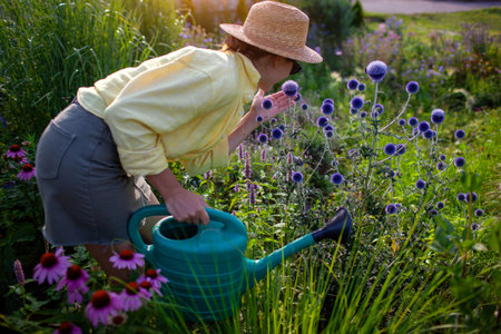 Gardener watering plants using watering can during draught in summer garden. Woman in hat smells echinops flowers growing by coneflower and ornamental grassの写真素材