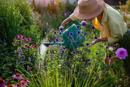 Young gardener watering plants using watering can during draught in summer garden. Woman smells echinops flowers growing by coneflower and agastacheの写真素材