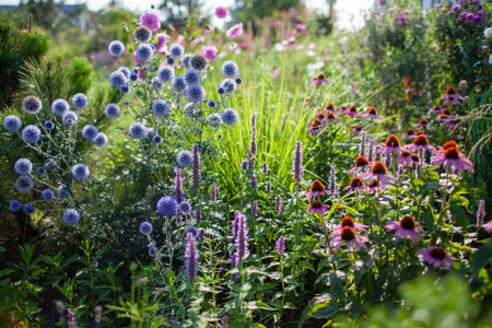 Blue echinops blooming by echinacea and agastache in summer garden. Globe thistle flowers by pennisetum ornamental grassの写真素材