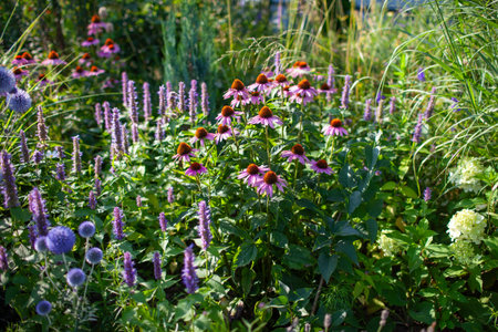 Echinacea purpurea and blue echinops blooming by agastache in summer garden. August flowerbed with ornamental grassesの写真素材