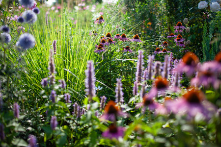 Echinacea purpurea and blue echinops blooming by and agastache in summer garden. Globe thistle flowersの写真素材
