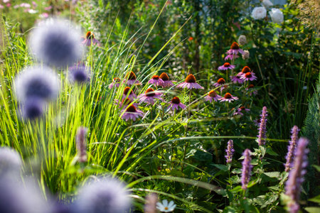 Echinacea purpurea and blue echinops blooming by and agastache in summer garden.の写真素材