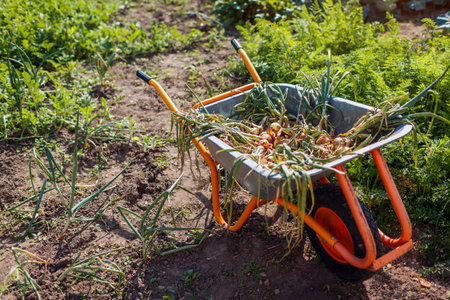 Onion harvest. Wheelbarrow full of ripe organic onions. Autumnal vegetables picking. Fall crop. Spaceの写真素材