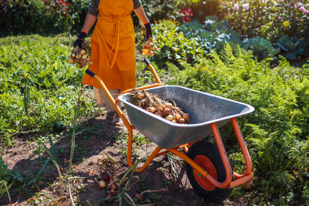 Onion harvest. Farmer picking bunches of ripe organic onions carrying them to wheelbarrow. Autumnal crop.の写真素材