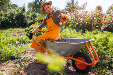 Onion harvest. Young farmer picking ripe onions holding bunch of vegetables sitting on wheelbarrow. Autumnal crop.の写真素材