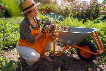 Onion harvest. Portrait of young farmer picking ripe onions holding bunch of vegetables by wheelbarrow. Autumnal crop.の写真素材