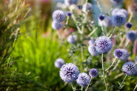 Blue echinops blooming in summer garden. Globe thistle flowers attract pollinators bees and...