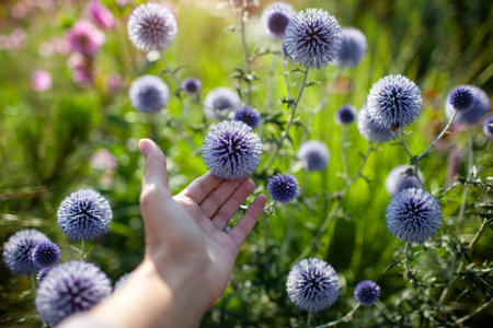 Blue echinops blooming in summer garden. Globe thistle flowers attract pollinators bees and...