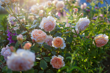 Crown Princess Margareta climbing rose by Austin blooms with double orange flowers in summer garden. English roseの写真素材