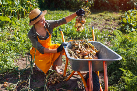 Onion harvest. Young farmer picking ripe onions holding bunch of vegetables putting them in wheelbarrow. Autumnal crop.の写真素材