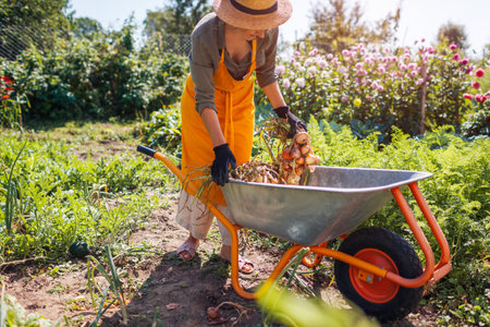 Onion harvest. Young farmer picking ripe onions holding bunch of vegetables putting them in wheelbarrow. Autumnal crop.の写真素材