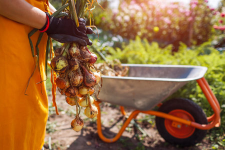 Close up of onion harvest. Farmer picking ripe onions holding bunch of vegetables by wheelbarrow. Autumnal crop. Fall seasonの写真素材