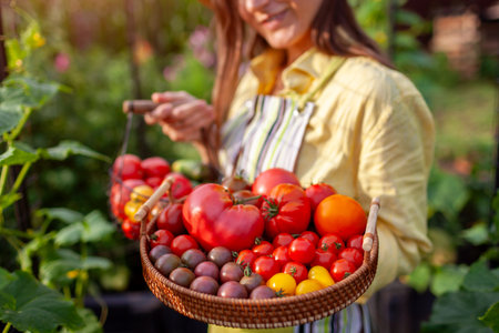 Tomato cucumber harvest. Close up of ripe vegetables in farmers hands. Gardener holding basket and tray with autumnal crop.の写真素材