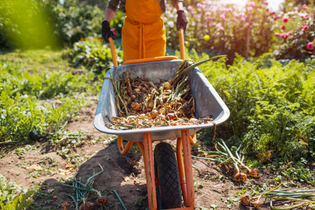 Onion harvest. Farmer pushing wheelbarrow full of ripe organic onions in vegetable garden wearing orange apron. Autumnal crop.の写真素材