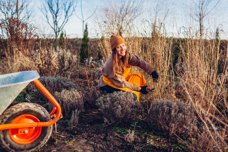 Fall garden cleanup. Cutting back ornamental grasses. Gardener pruning panicum virgatum. Taking care of plantsの写真素材