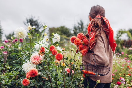 Back view of woman picking orange pompon Cornel Bronze dahlias flowers in autumnal garden holding bunch of blooms and basket with pruner.の写真素材