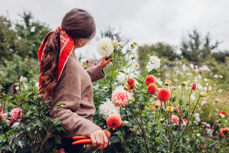 Woman gardener picking fresh dahlias flowers in autumnal garden holding basket and pruner. Stylish farmer admires blooms in fall fieldの写真素材