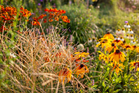 Autumn garden at sunset. Helenium blooming by miscanthus and rudbekia. Orange sneezeweed flowers grow by ornamental grass and white echinaceaの写真素材