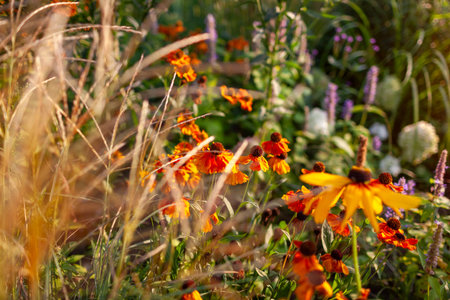 Autumn garden at sunset. Helenium blooming by miscanthus and rudbekia. Orange sneezeweed flowers grow by ornamental grass, agastache, hydrangeaの写真素材