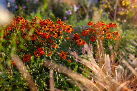 Helenium blooming by miscanthus and agastache in autumn garden at sunset. Orange sneezeweed flowers full of blossom in septemberの写真素材