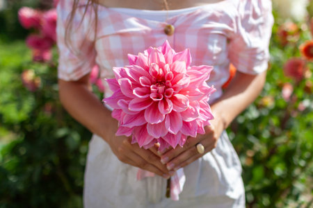 Woman gardener holding big dahlia in summer garden. Close up of pink flower in farmer's hands in field.の写真素材