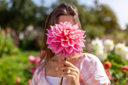 Woman gardener holding a big pink dahlia in summer garden. Close up of pink flower in person's hands in blooming field. Picking dahliasの写真素材