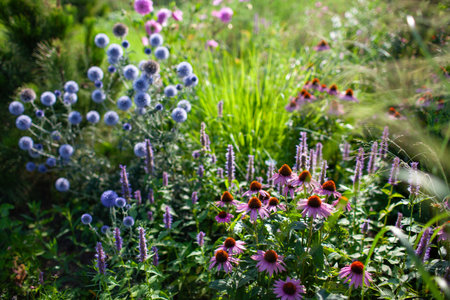 Blue echinops blooming by echinacea and agastache in summer garden. Globe thistle flowers by pennisetum ornamental grass and pine tree in the morning. Landscapingの写真素材