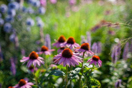 Close up of echinacea purpurea growing by blue echinops and agastache in summer garden. Cottage garden flowerbed. Pollinators loving perennialsの写真素材