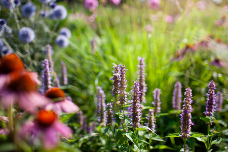 Agastache and echinacea purpurea blooming by blue echinops in summer garden. Flowers grow by pennisetum ornamental grass. Landscapingの写真素材