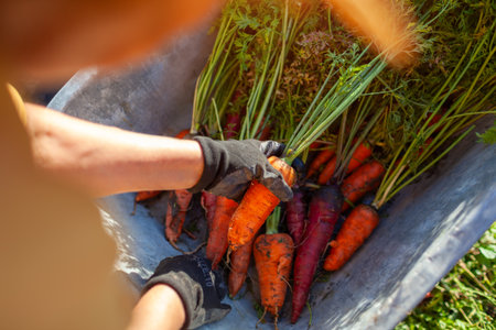 Carrot harvest. Farmer putting bunch of ripe organic carrots in wheelbarrow. Top view of vegetable autumnal crop. Growing healthy food in gardenの写真素材