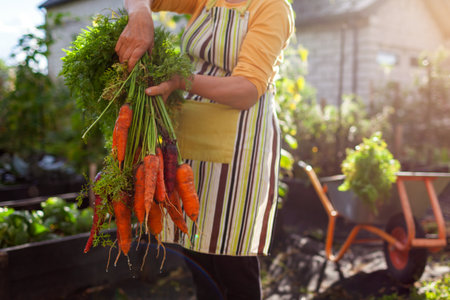 Carrot harvest. Close up of ripe organic carrots in farmer's hands. Gardener picking vegetables from raised beds putting in wheelbarrow. Autumnal crop. Copy spaceの写真素材