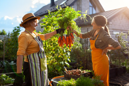 Carrot harvest. Farmers woman and her daughter holding bunches of ripe organic carrots grown in raised beds by house and put vegetables in crate and wheelbarrow. Autumn cropの写真素材