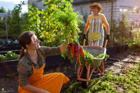 Carrot harvest. Family picking red and orange organic carrots from raised beds by house. Gardener woman carrying vegetables in wheelbarrow. Autumnal crop.の写真素材